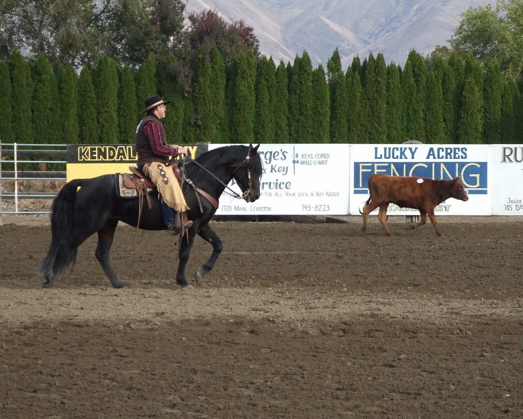 Stallion Directory